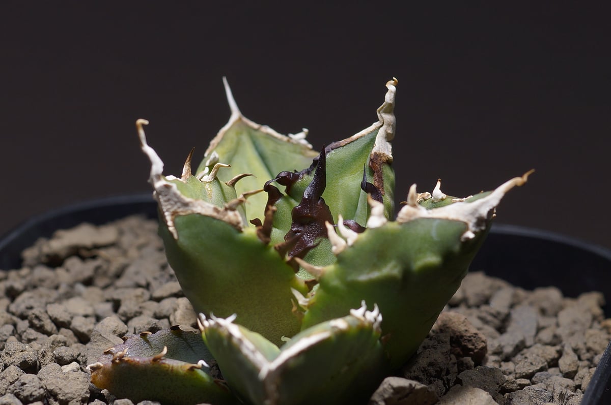 超希少 アガベX ホワイトファングOC 超希少 アガベX ホワイトファング