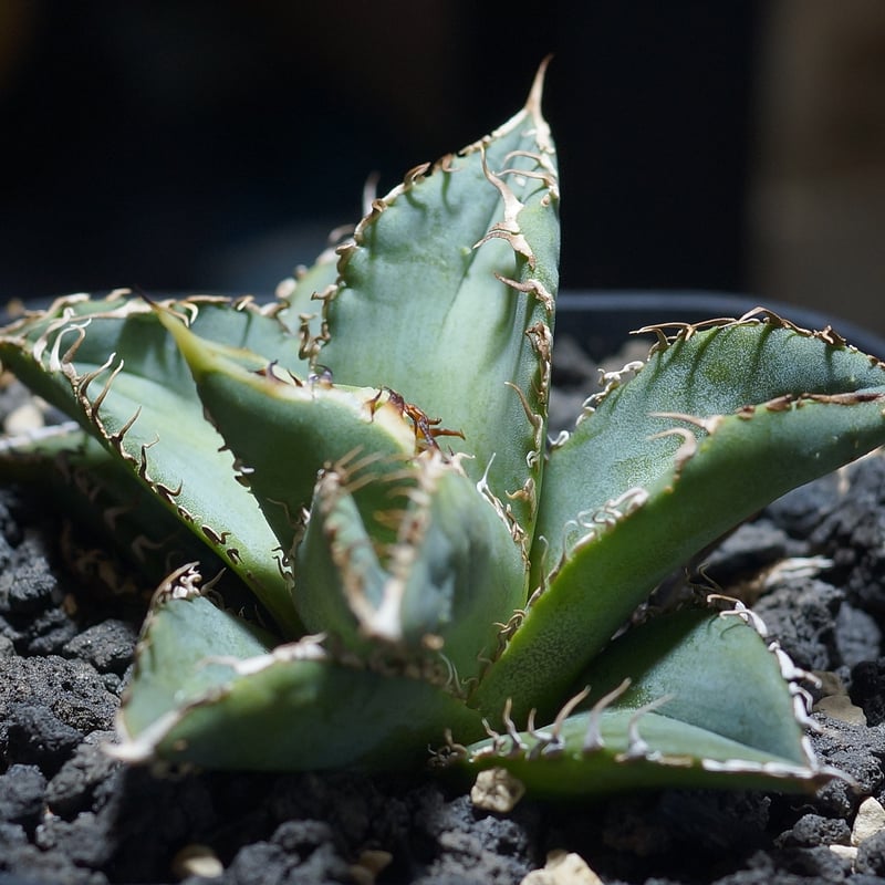 アガベ チタノタ 金蟾（キンセン）/ ks-01 | アガベ専門店 モンスター