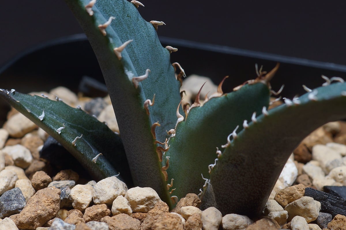 アガベ チタノタ 白鯨 子株 鉢付き（WW-15） | アガベ専門店