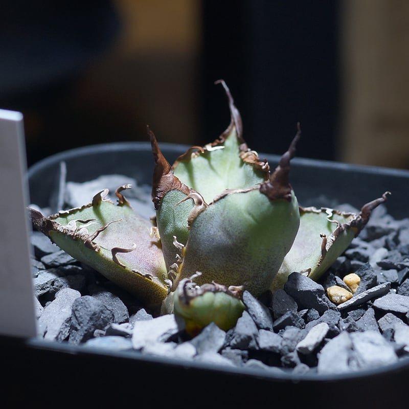 アガベ チタノタ シーザー 凱撒/ 毒刺産 cae-12 | アガベ専門店