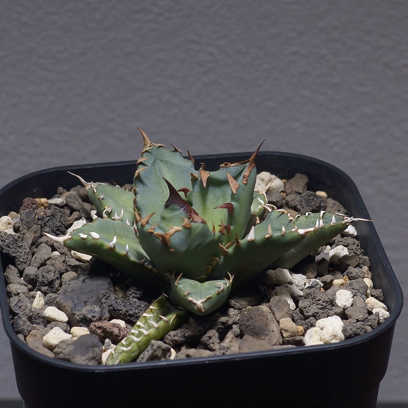 【MASSES×M&M】アガベチタノタ 姫厳龍 塊根植物 多肉 コーデックス MASSES×M&M】 アガベチタノタ 姫厳龍 塊根植物 多肉 コーデックス