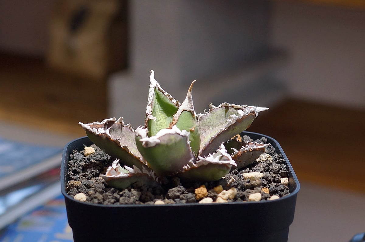 アガベ　チタノタ　狼人　コレクション株 アガベ チタノタ 狼人 RN-02 | アガベ専門店 モンスターハウス