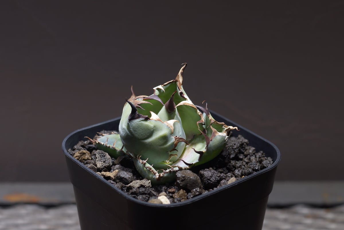 アガベ チタノタ ブラックアンドブルー/bb-27 | アガベ専門店