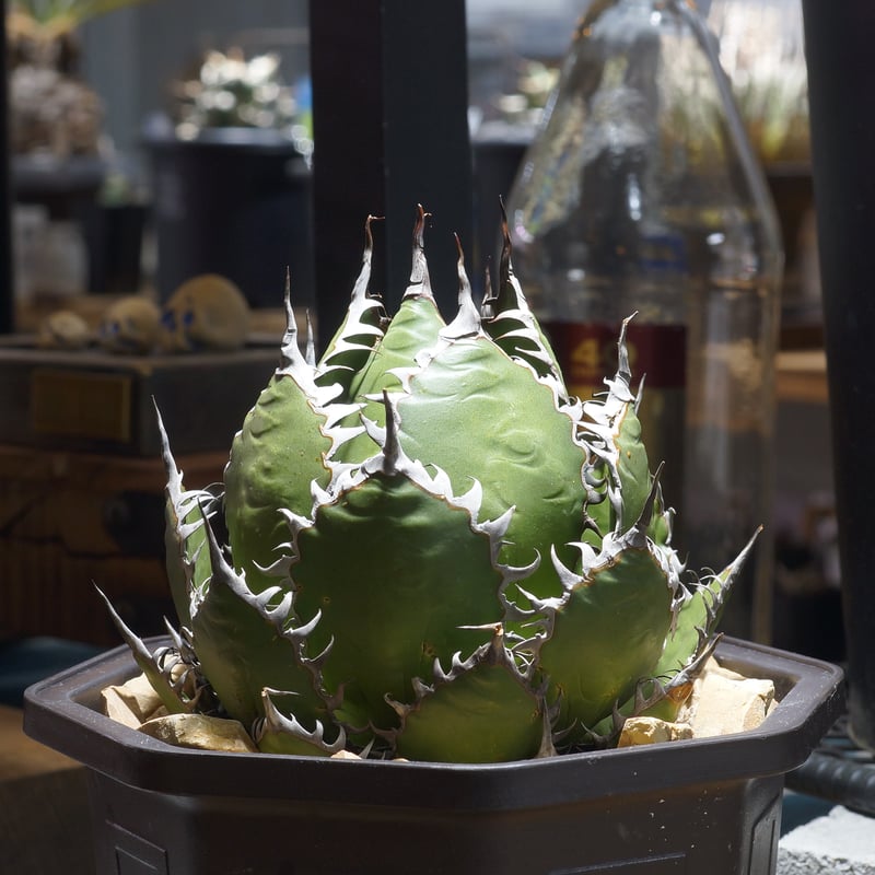アガベ ホリダ hh-01 | アガベ専門店 モンスターハウス