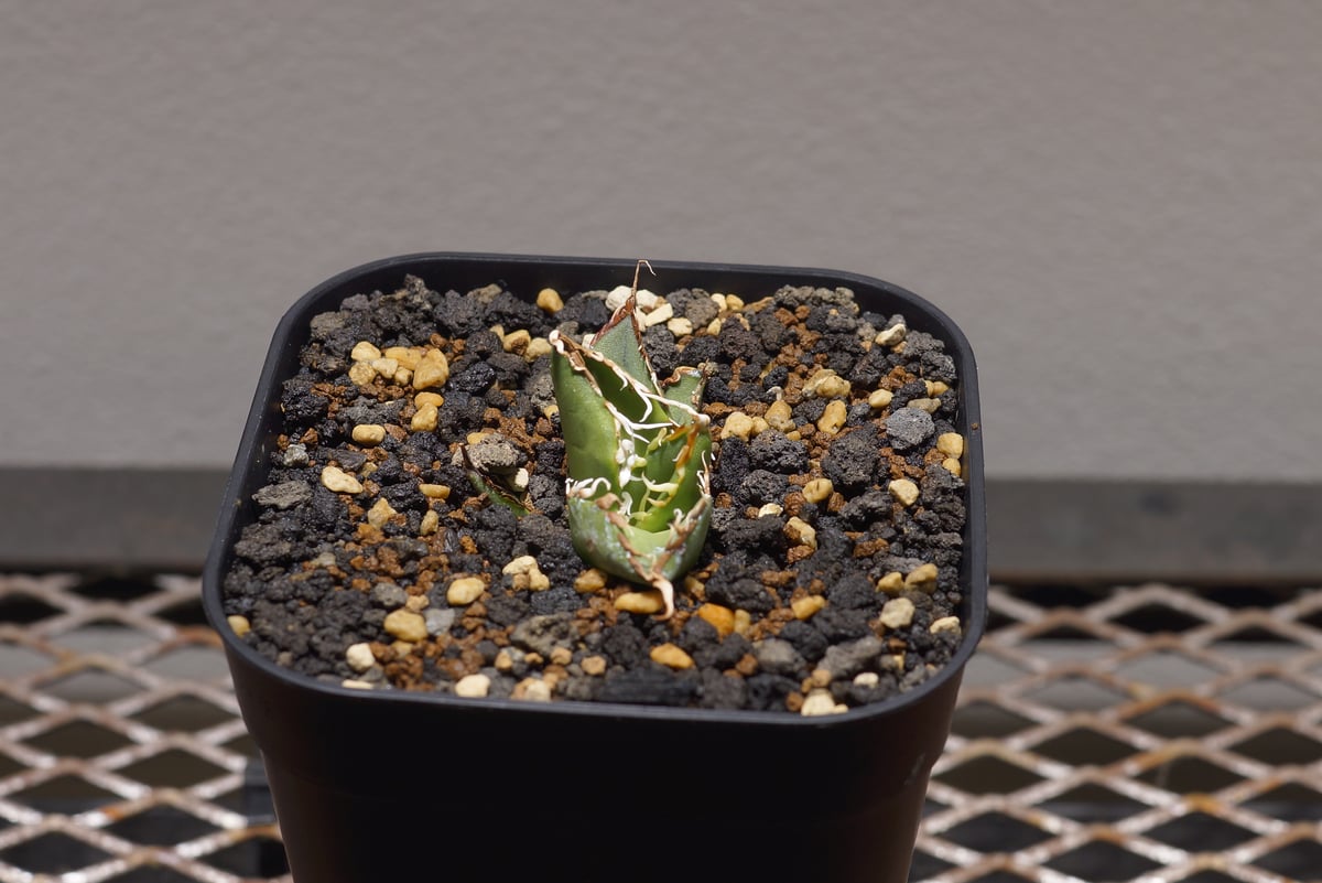 アガベ オアハカ 親株 アガベ オテロイ オアハカ 親株