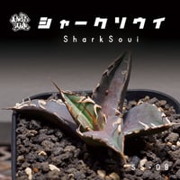 アガベ チタノタ シャークソウイ 子株 SS-08