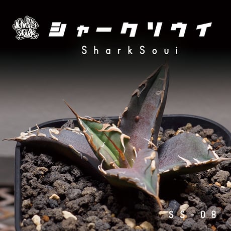 チタノタシャークソウイ | STORES