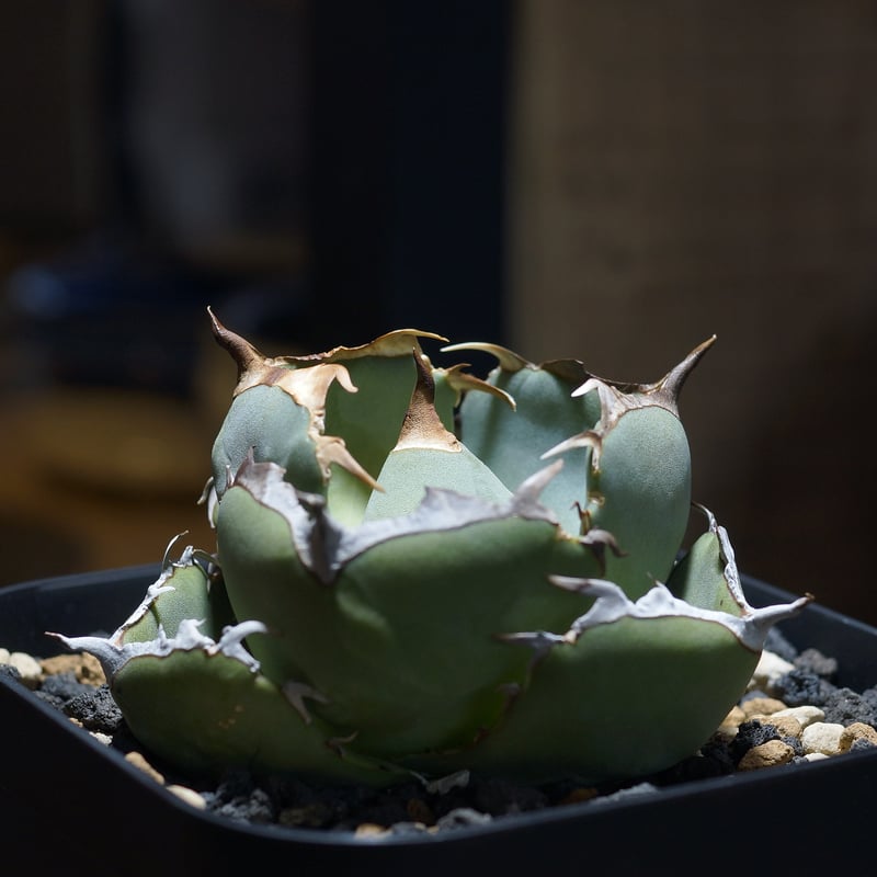 アガベ チタノタ ジャガーノート / JN-02 | アガベ専門店 モンスターハウス