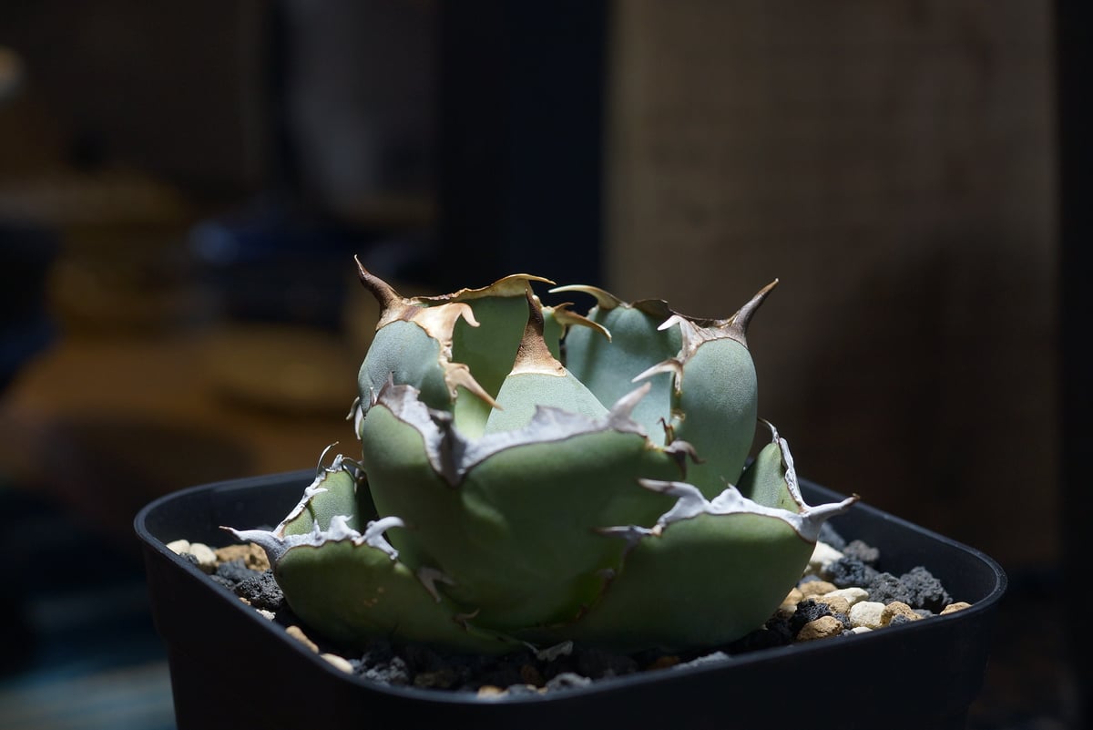 3株セットシーザー ジャガーノート ドクエキ アガベ チタノタ オアハカ