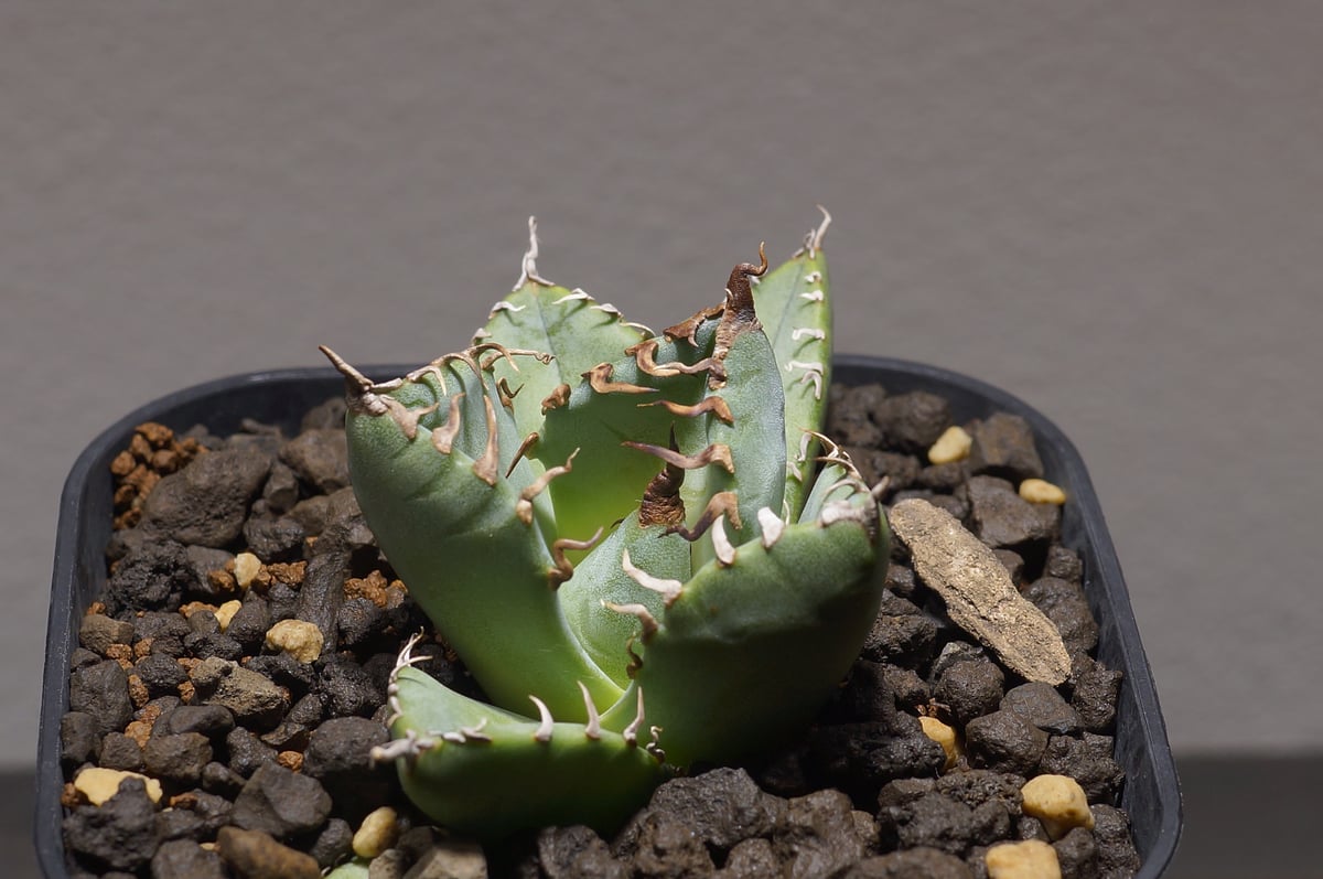 アガベ チタノタ 魔丸 / MG-04 | アガベ専門店 モンスターハウス