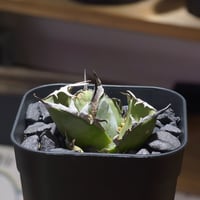 アガベ チタノタ シーザー 凱撒/ Berlin産 cae-16 | アガベ専門店