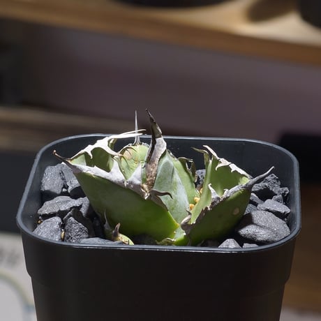 アガベ　チタノタ　セット アガベ チタノタ FO-76 