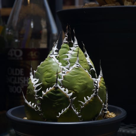 アイテム | アガベ専門店 モンスターハウス