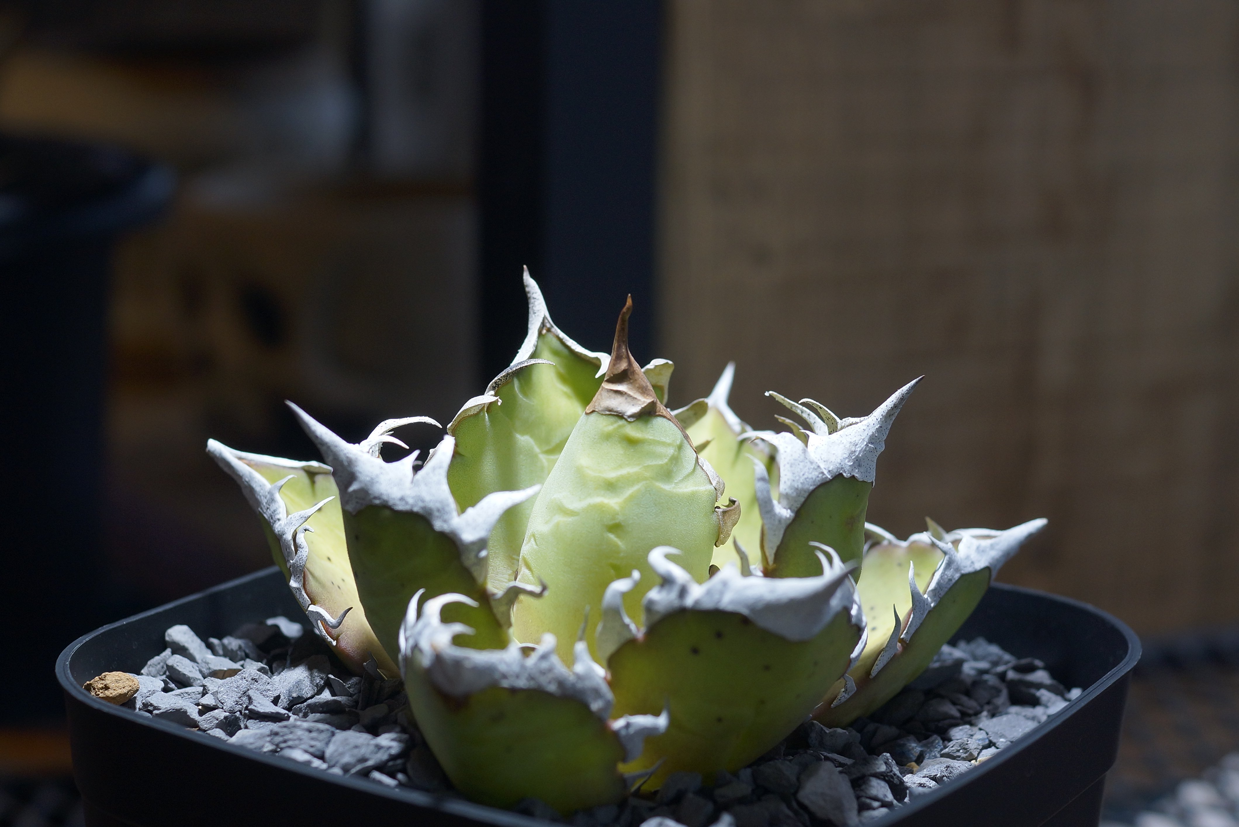 Agave titanota 