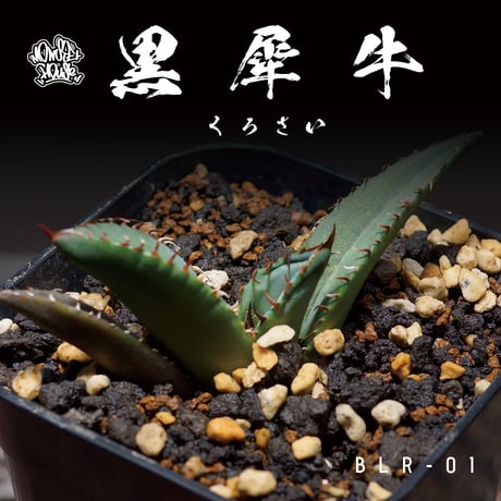 CATEGORY チタノタ黒犀牛 | アガベ専門店 モンスターハウス