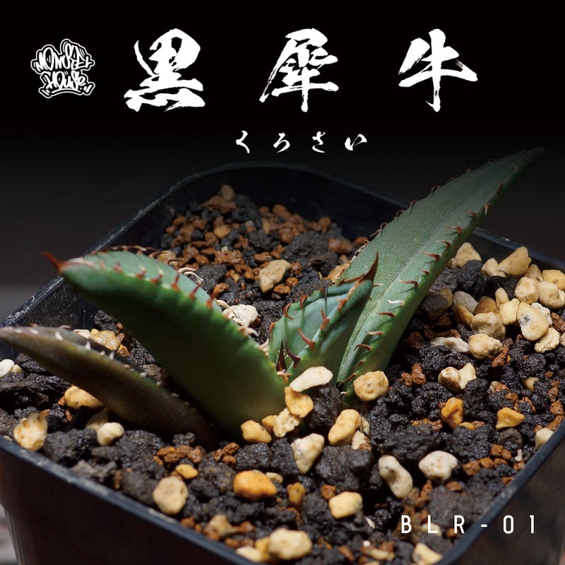 アガベ チタノタ 黒犀牛 クロサイ / blr-01 | アガベ専門店