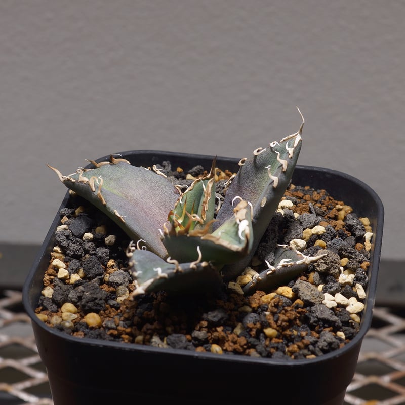 アガベ チタノタ シャークソウイ 子株 SS-07 | アガベ専門店