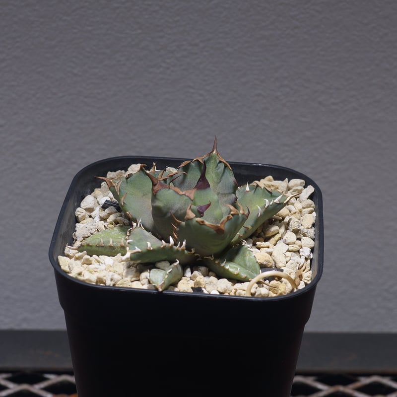 アガベ・姫厳龍 中型 アガベ チタノタ 姫厳竜 / HM-11 | アガベ専門店 モンスターハウス