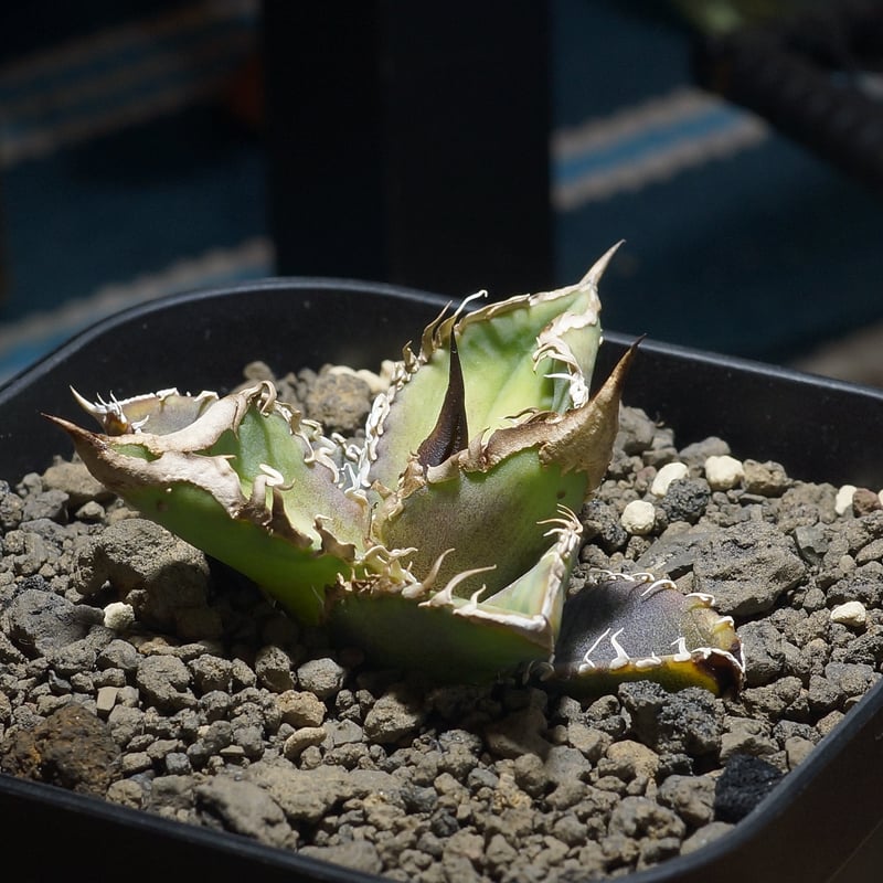 アガベ チタノタ 星空 / HZ-02 | アガベ専門店 モンスターハウス