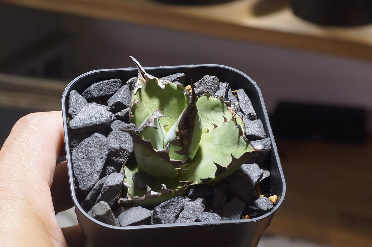 アガベ チタノタ ブルー実生/ Dragon Agave産 bs-04 | アガベ専門店 モ