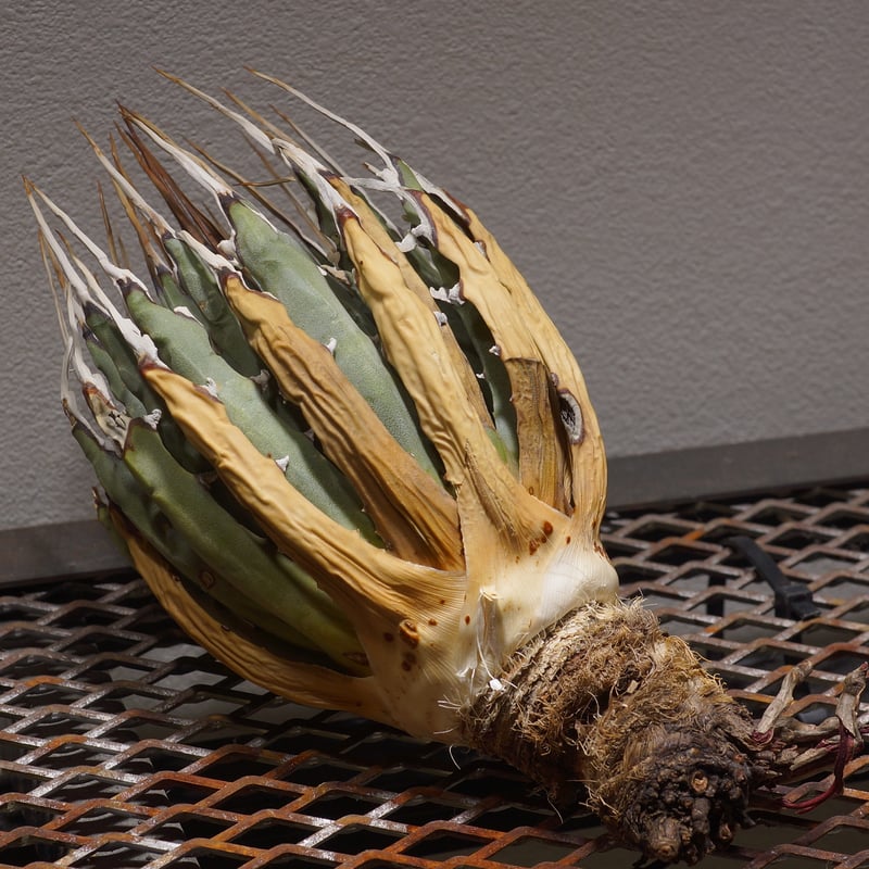 アガベユタエンシスエボリスピナ 大株発根済み　鉢ごと発送致します！ アガベ・ユタエンシス 