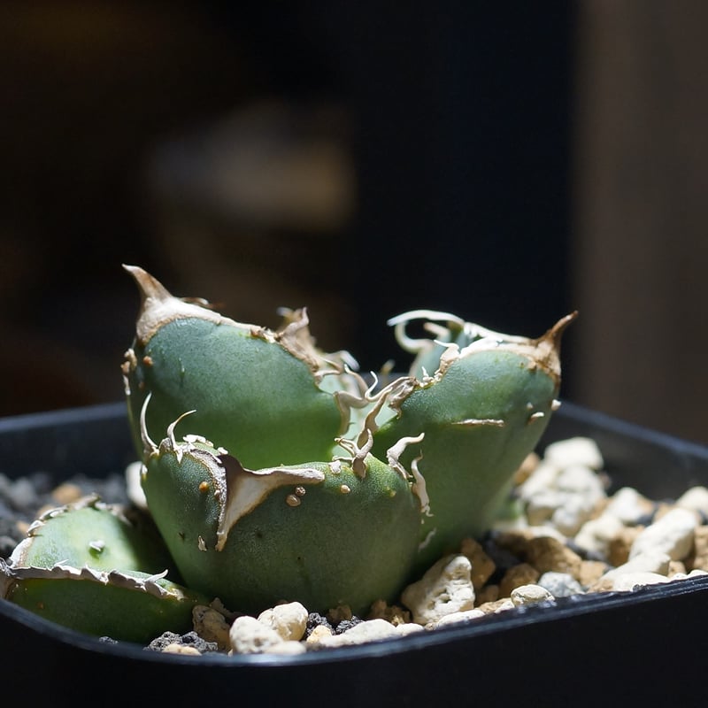 アガベ　疣猪　A アガベ チタノタ 疣猪 / イボイノシシ WT-01 | アガベ専門店