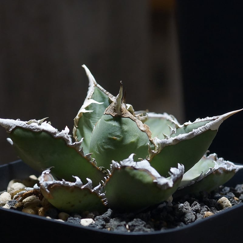 アガベ チタノタ 狼人 RN-04 | アガベ専門店 モンスターハウス