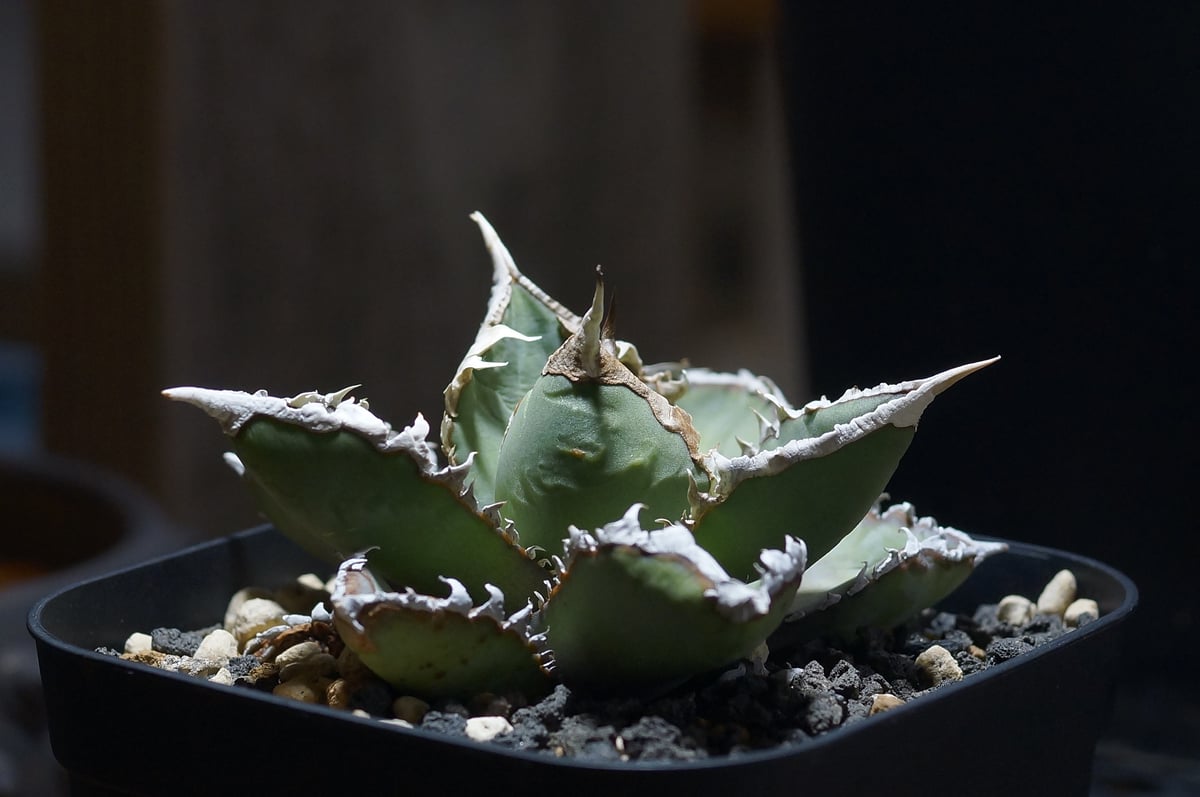 アガベ チタノタ 狼人 Agave 悪魔 ブツブツ アガベ チタノタ 狼人 RN-04 | アガベ専門店 モンスターハウス