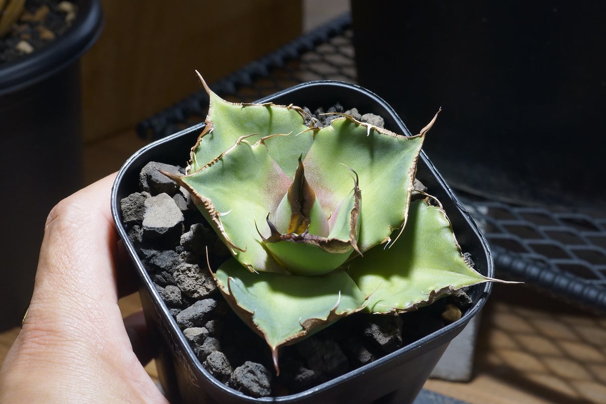 アガベ チタノタ 黒豹/子株 BP-08 | アガベ専門店 モンスターハウス