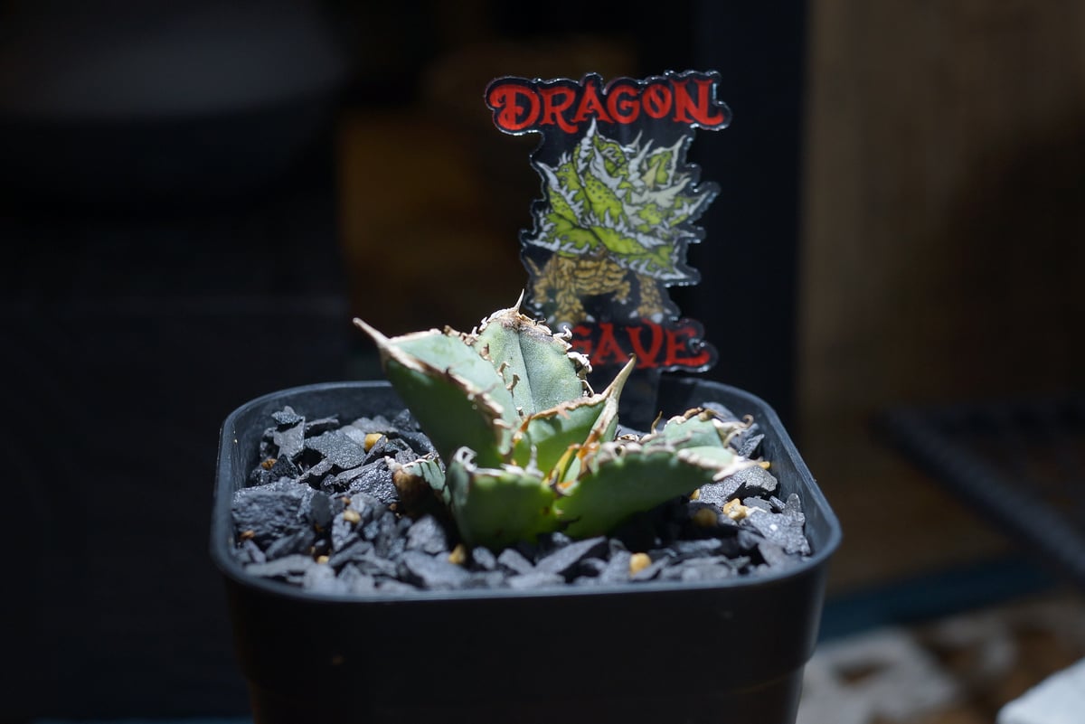 アガベ チタノタ 清櫻/ Dragon Agave産 so-03 | アガベ専門店 モンスタ