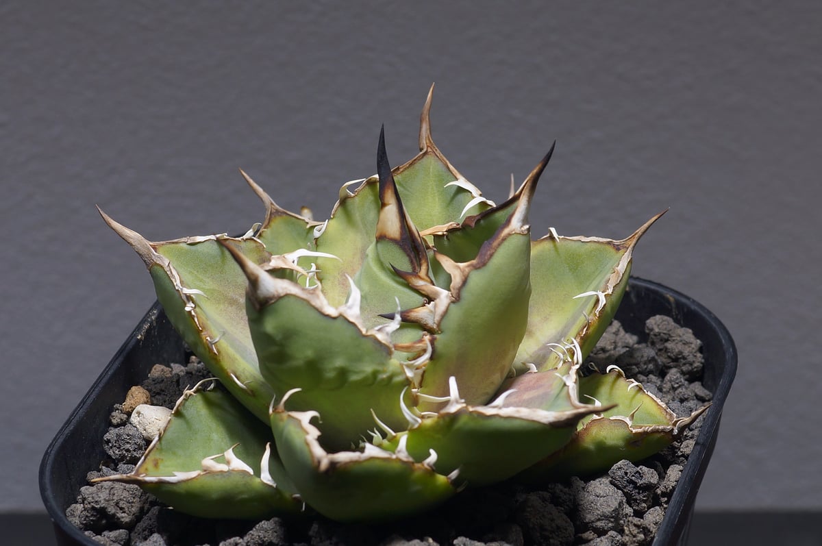 アガベ チタノタ ナンバーワン錦/子株 N1-05 | アガベ専門店