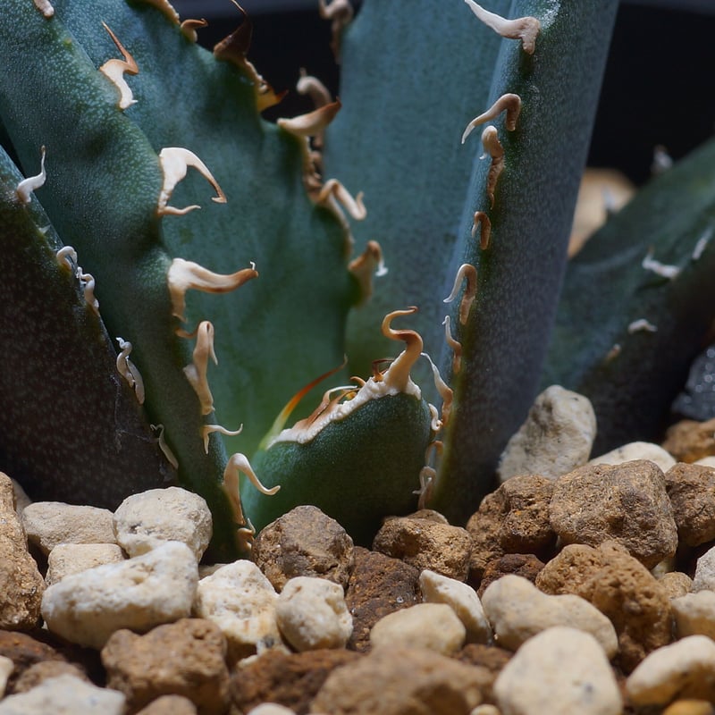 アガベ　チタノタ　白鯨親株子株付き　鉢のまま発送 fit=scale-down,w=1200