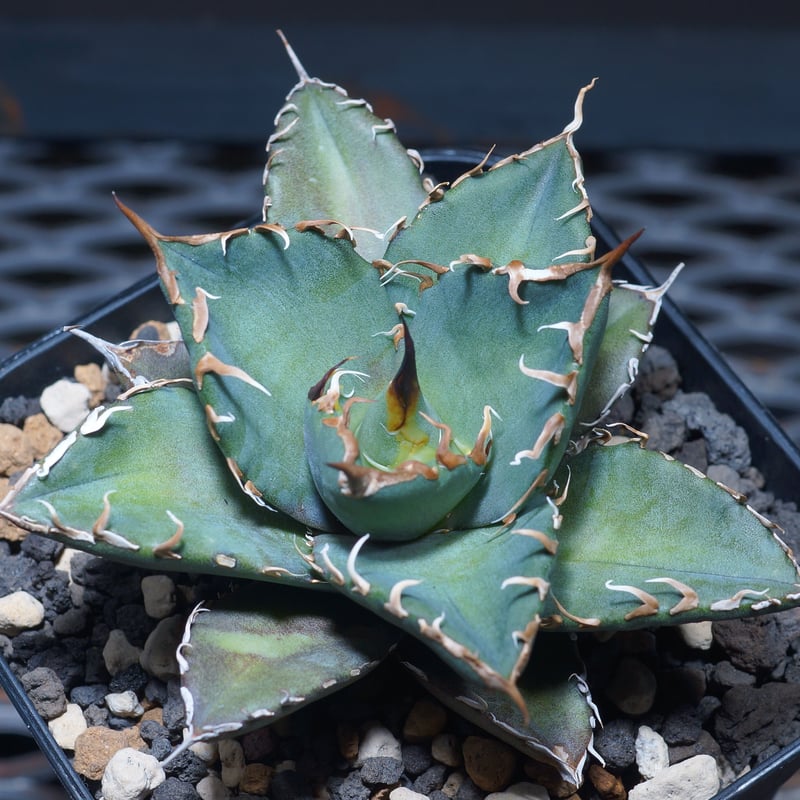 アガベ シャークソウイ 子株 【公式通販】