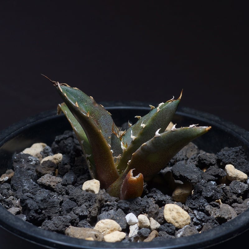 台湾厳選株】アガベチタノタ白鯨 子株 鉢付き（WW-08） | アガベ