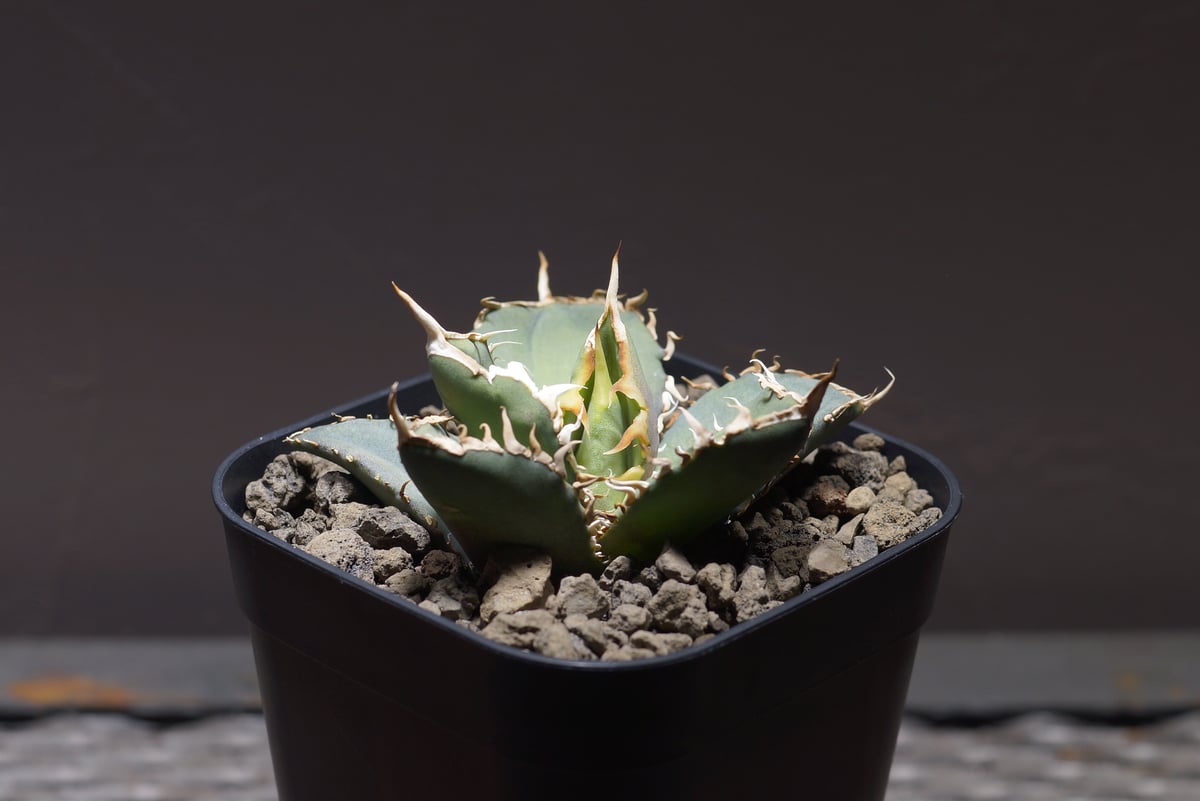 26 アガベ　オテロイ fit=scale-down,w=1200