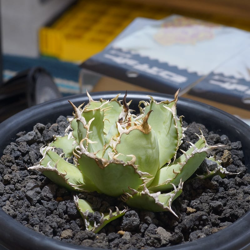 アガベ　チタノタ　フィリグリー極上株 ボールタイプ 抜き苗 4株 アガベ チタノタ フィリグリー