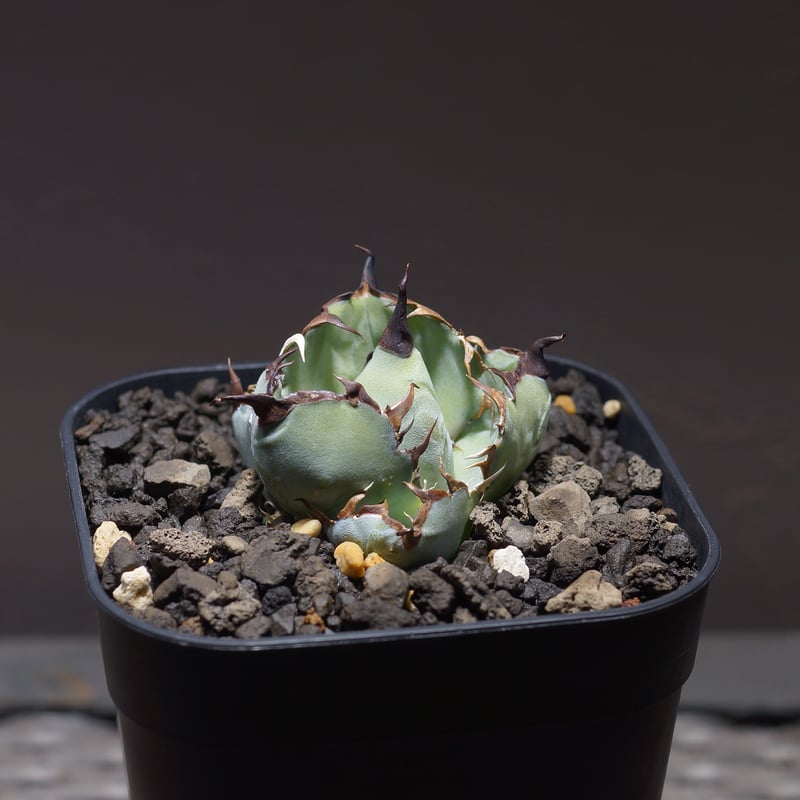 アガベ チタノタ ブラックアンドブルー/bb-26 | アガベ専門店