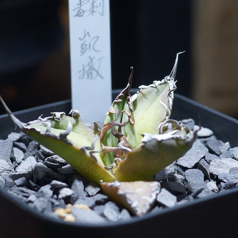 アガベ チタノタ シーザー 凱撒/ 毒刺産 cae-15 | アガベ専門店