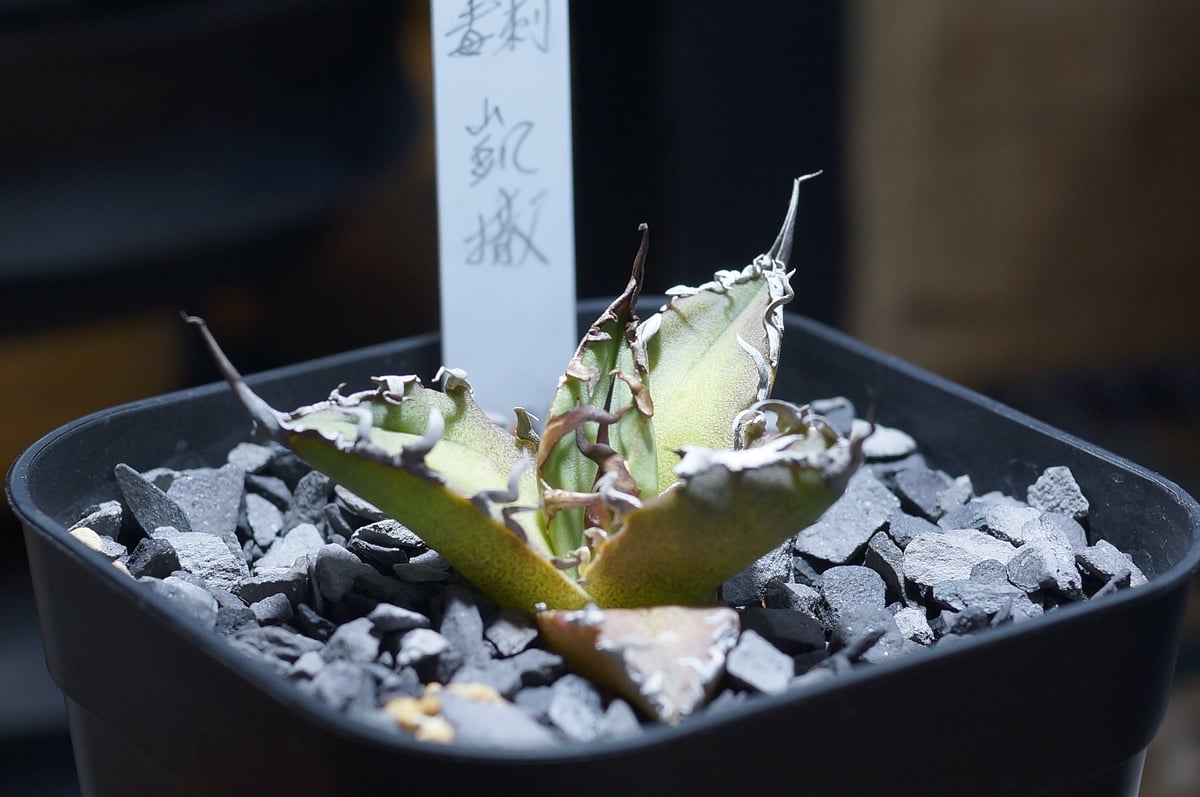 アガベ チタノタ シーザー 親株 コレクション株 凱撒 アガベ・チタノタ シーザー（凱撒）中-019｜agave titanota