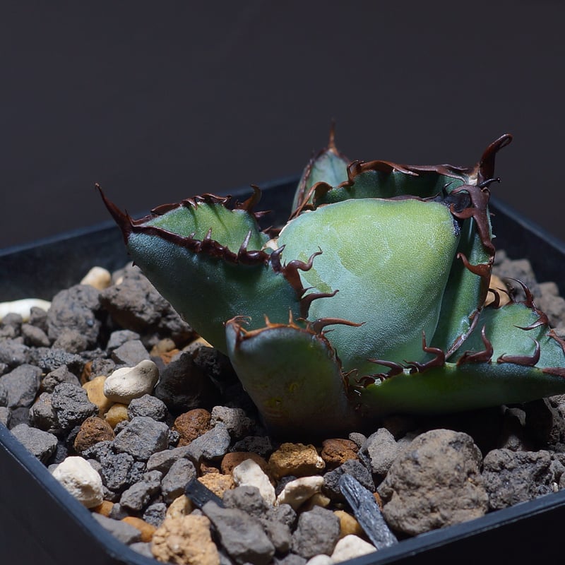 アガベ チタノタ ブラックアンドブルー/bb-23 | アガベ専門店