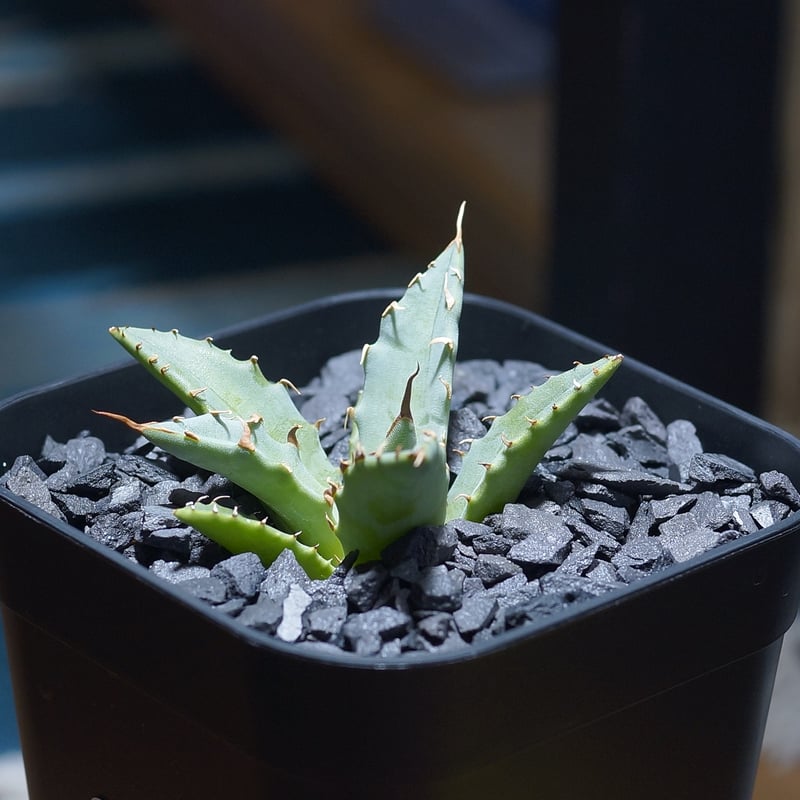 アガベ ハイブリッド 妖炎×姫厳竜/ Y×H-03 | アガベ専門店 モンスター