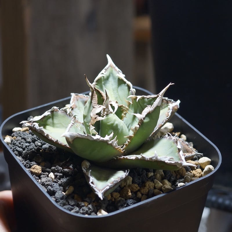 アガベ　チタノタ　狼人 アガベ チタノタ 狼人 RN-04 | アガベ専門店 モンスターハウス