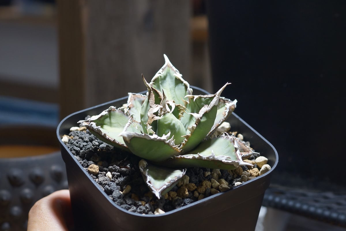 アガベ チタノタ 狼人 RN-04 | アガベ専門店 モンスターハウス