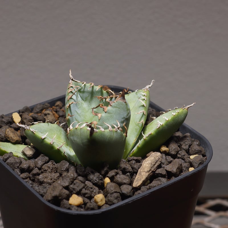 アガベ チタノタ 魔丸 / MG-04 | アガベ専門店 モンスターハウス