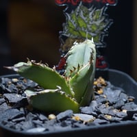 白犀牛　アガベ　中株③ アガベ チタノタ 白犀牛/ wr-03 | アガベ専門店 モンスターハウス