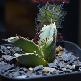 台湾人気ナーセリー株 発売 | アガベ専門店 モンスターハウス