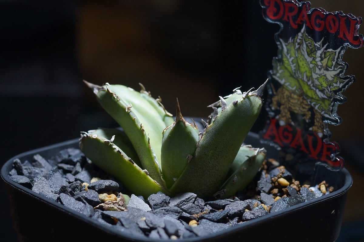 アガベ チタノタ 皇冠/ Dragon Agave産 cw-01 | アガベ専門店 モンスタ