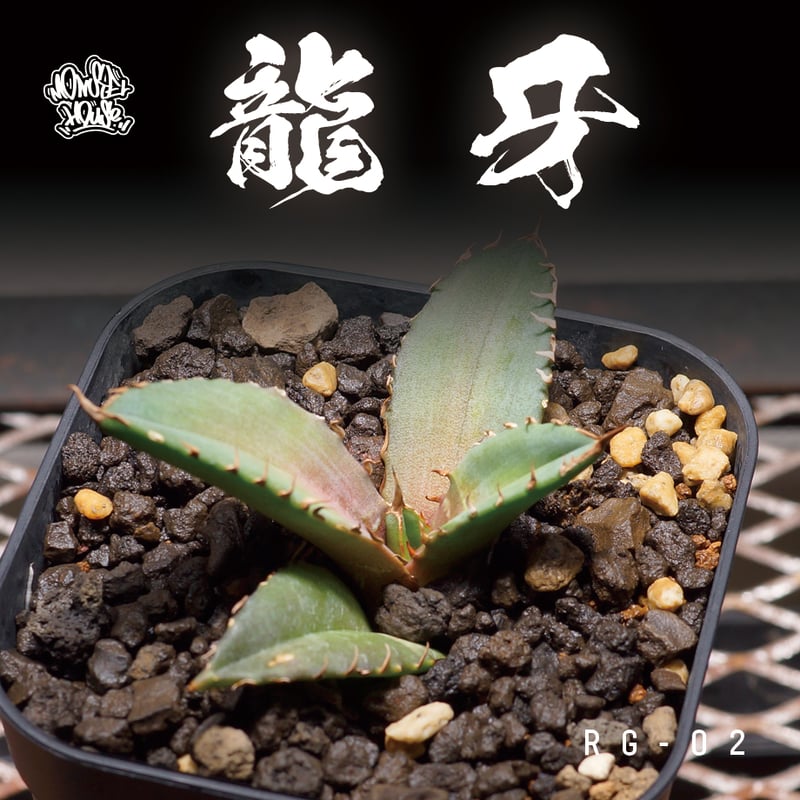 アガベ　チタノタ　CR-02　親株 アガベ チタノタ CR-02 親株 アガベ チタノタ 龍牙 / RG-02 | アガベ