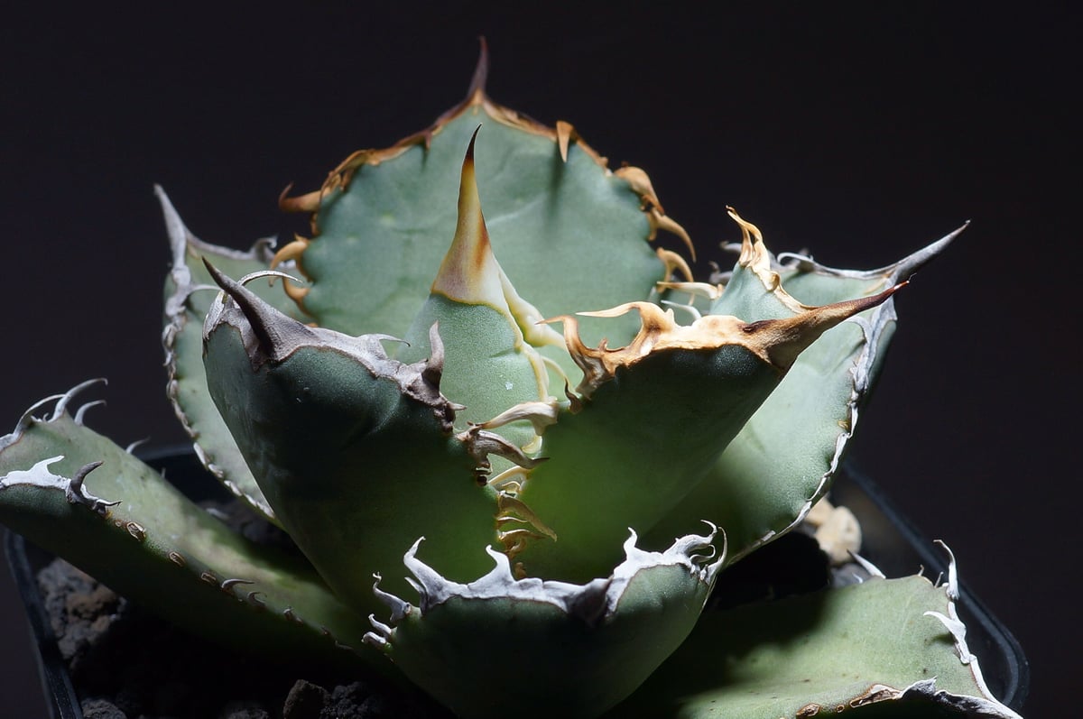 インドネシア産　FO-076 ボール型　コレクション株 インドネシア産 FO-076 ボール型 コレクション株 インドネシア産