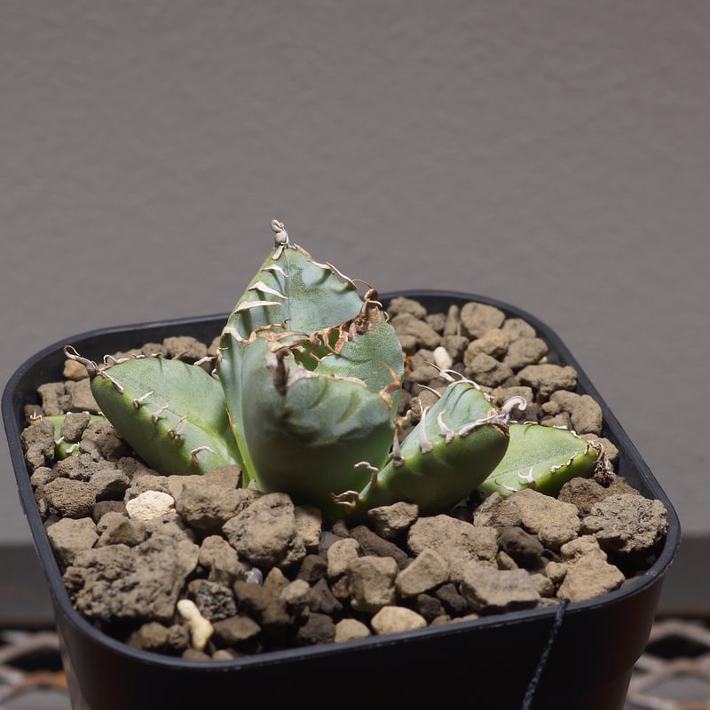 特選抜 魔丸 アガベ チタノタ 親株 レア品種 特選抜 魔丸 アガベ チタノタ 親株 レア品種